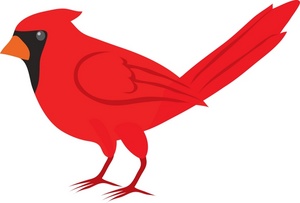 red cardinal bird