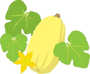 acclaim clipart: spaghetti squash in a vegetable garden